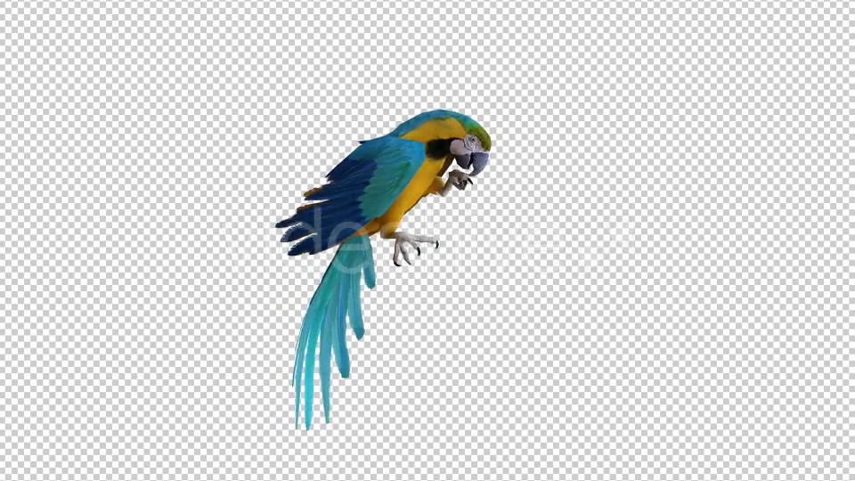 Parrot 2 Realistic Videohive 21085979 Motion Graphics Image 4