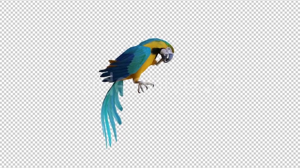 Parrot 2 Realistic Videohive 21085979 Motion Graphics Image 5