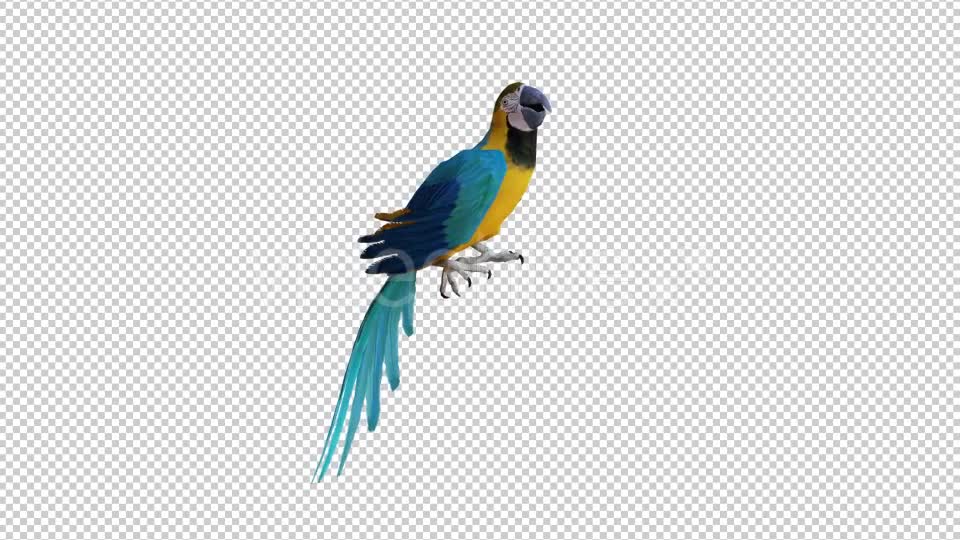 Parrot 2 Realistic Videohive 21085979 Motion Graphics Image 6