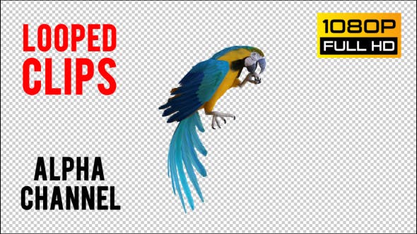 Parrot 2 Realistic - 21085979 Download Videohive