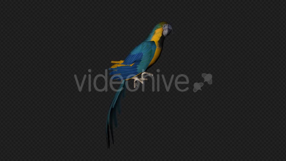 Parrot Fly Idle Pack 8 In 1 Videohive 19912760 Motion Graphics Image 1