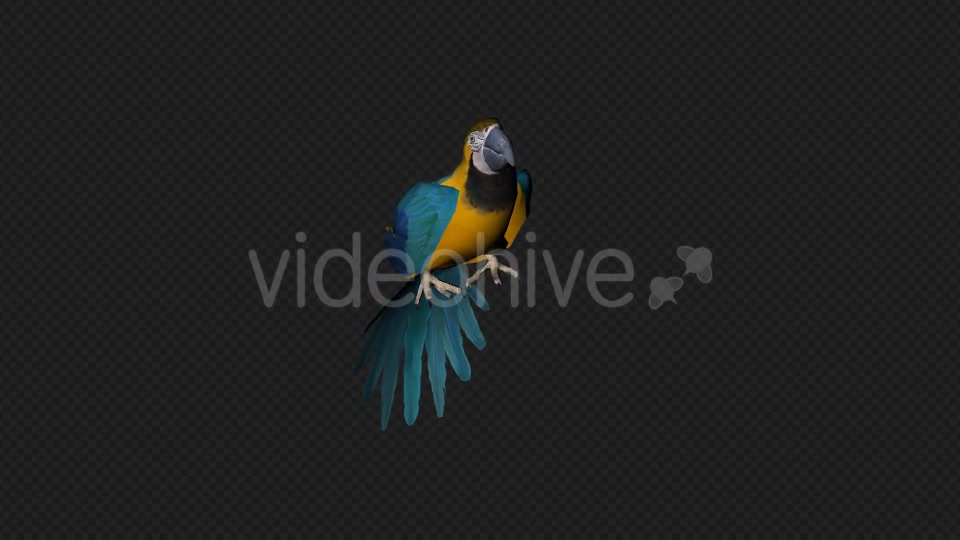 Parrot Fly Idle Pack 8 In 1 Videohive 19912760 Motion Graphics Image 10