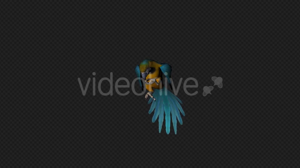 Parrot Fly Idle Pack 8 In 1 Videohive 19912760 Motion Graphics Image 11