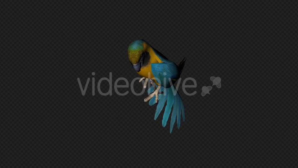 Parrot Fly Idle Pack 8 In 1 Videohive 19912760 Motion Graphics Image 12
