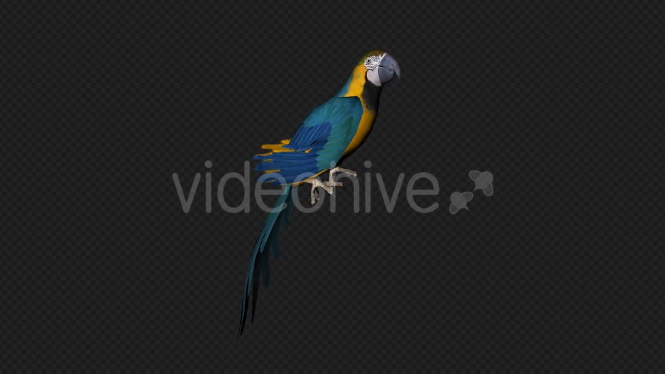 Parrot Fly Idle Pack 8 In 1 Videohive 19912760 Motion Graphics Image 2
