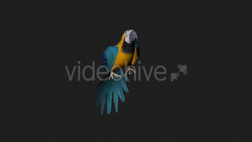 Parrot Fly Idle Pack 8 In 1 Videohive 19912760 Motion Graphics Image 3