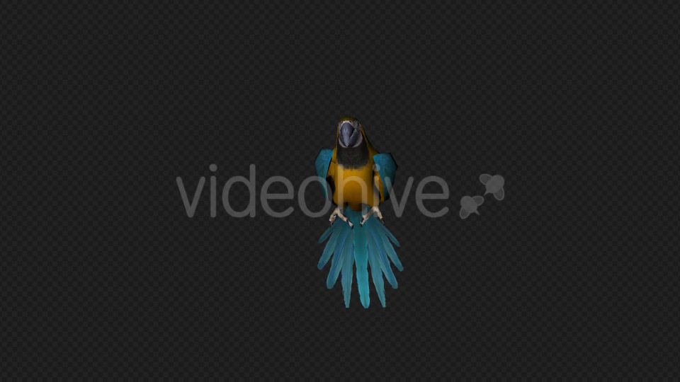 Parrot Fly Idle Pack 8 In 1 Videohive 19912760 Motion Graphics Image 4