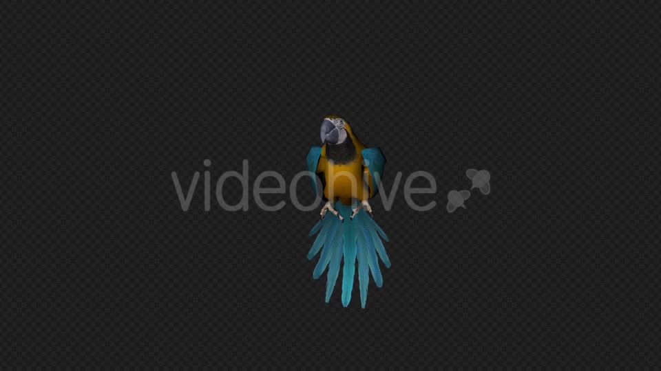 Parrot Fly Idle Pack 8 In 1 Videohive 19912760 Motion Graphics Image 5