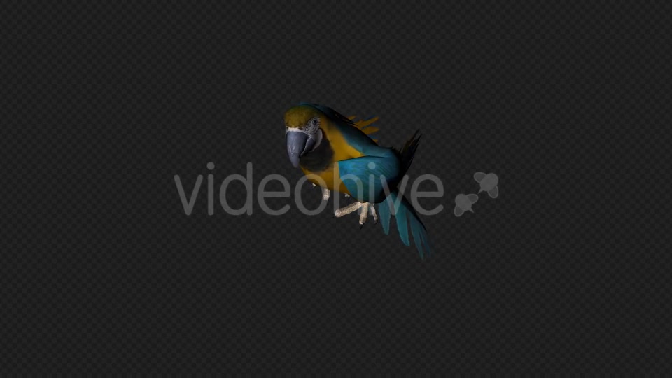Parrot Fly Idle Pack 8 In 1 Videohive 19912760 Motion Graphics Image 6