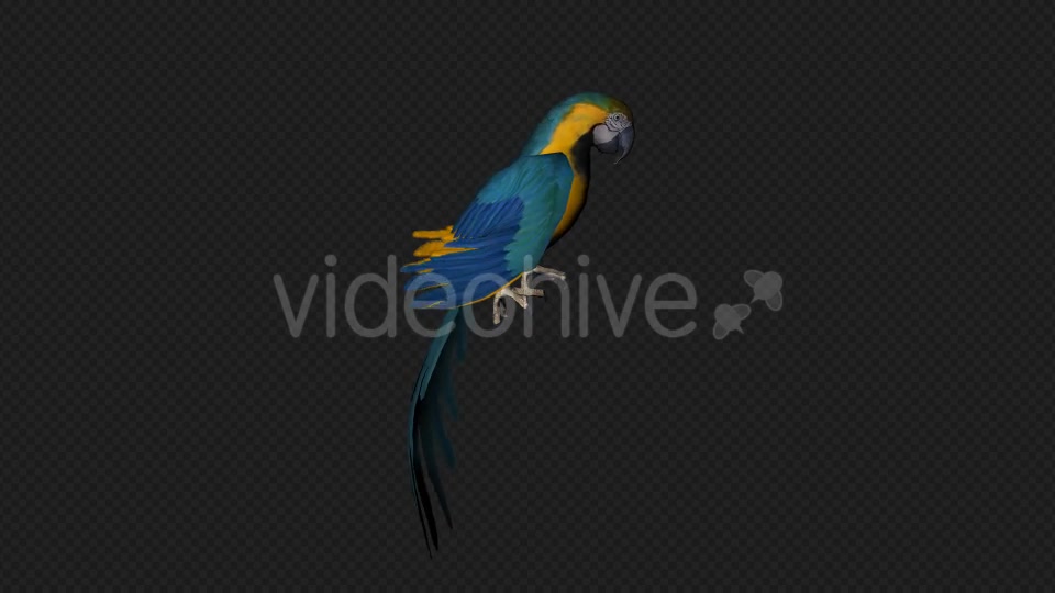 Parrot Fly Idle Pack 8 In 1 Videohive 19912760 Motion Graphics Image 7