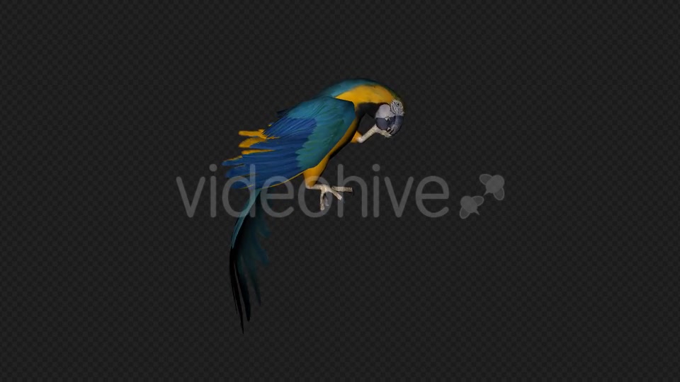 Parrot Fly Idle Pack 8 In 1 Videohive 19912760 Motion Graphics Image 8