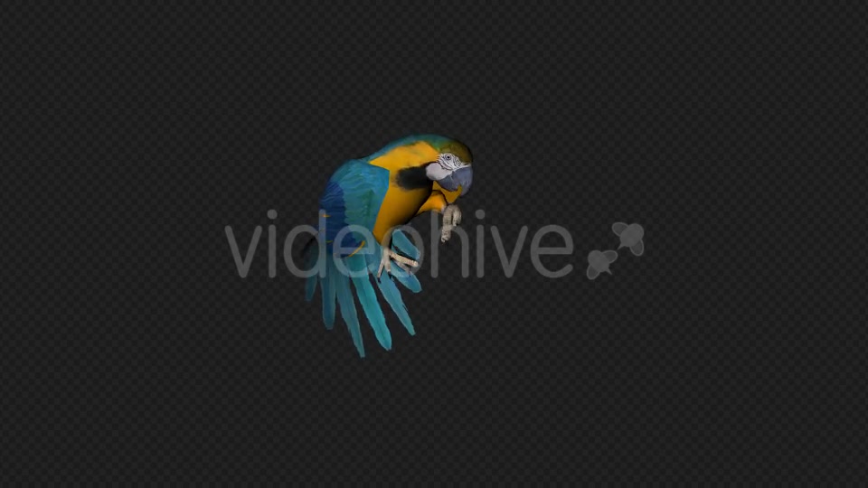 Parrot Fly Idle Pack 8 In 1 Videohive 19912760 Motion Graphics Image 9