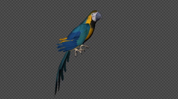 Parrot Fly Idle Pack 8 In 1 - Download 19912760 Videohive