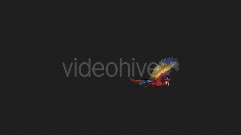 Parrot Fly Idle Pack01 4 In 1 Videohive 20476658 Motion Graphics Image 1