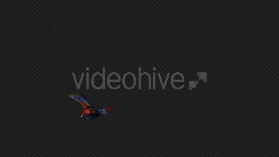 Parrot Fly Idle Pack01 4 In 1 Videohive 20476658 Motion Graphics Image 2