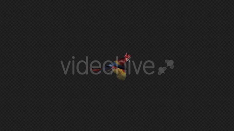 Parrot Fly Idle Pack01 4 In 1 Videohive 20476658 Motion Graphics Image 6