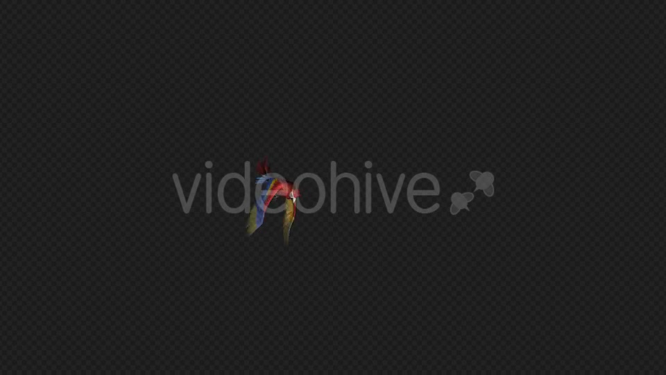 Parrot Fly Idle Pack01 4 In 1 Videohive 20476658 Motion Graphics Image 9