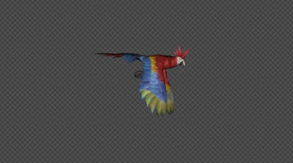 Parrot Fly Idle Pack01 4 In 1 - Videohive 20476658 Download