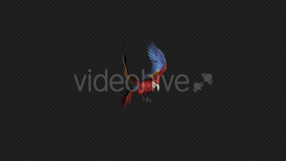 Parrot Fly Pack 4 In 1 Videohive 20476654 Motion Graphics Image 5