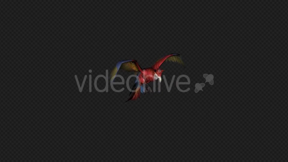 Parrot Fly Pack 4 In 1 Videohive 20476654 Motion Graphics Image 6