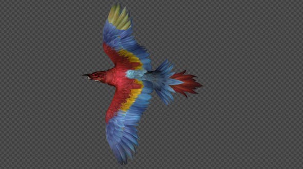 Parrot Fly Pack 4 In 1 - 20476654 Videohive Download