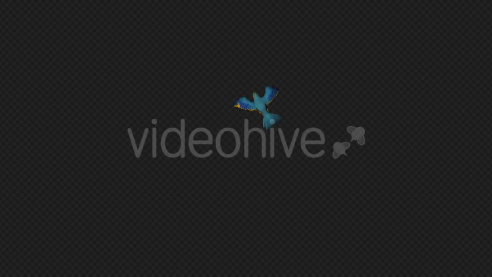 Parrot Fly Walk Pack 4 In 1 Videohive 19912779 Motion Graphics Image 1