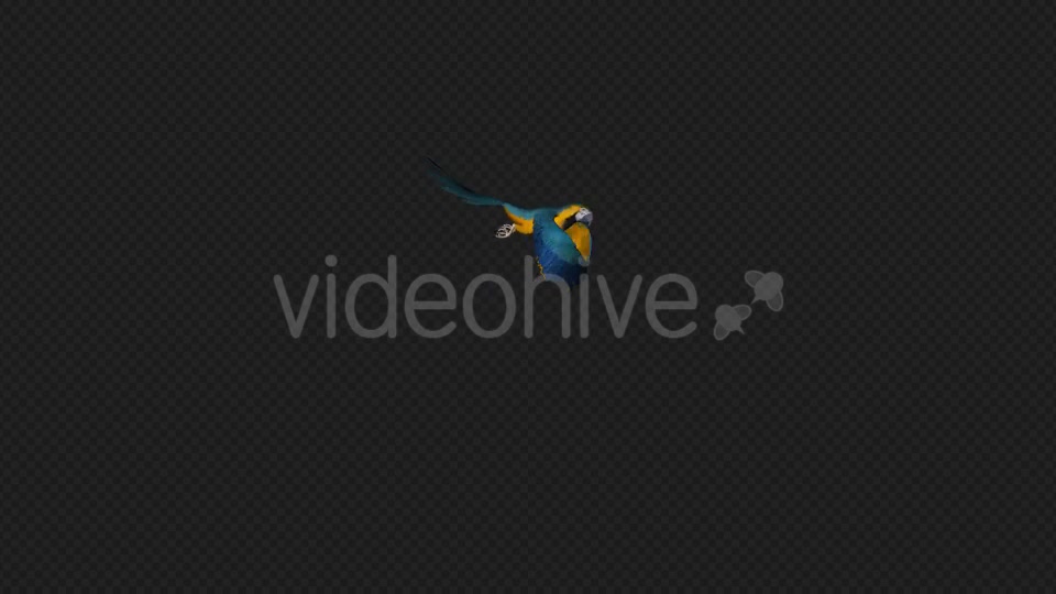 Parrot Fly Walk Pack 4 In 1 Videohive 19912779 Motion Graphics Image 10