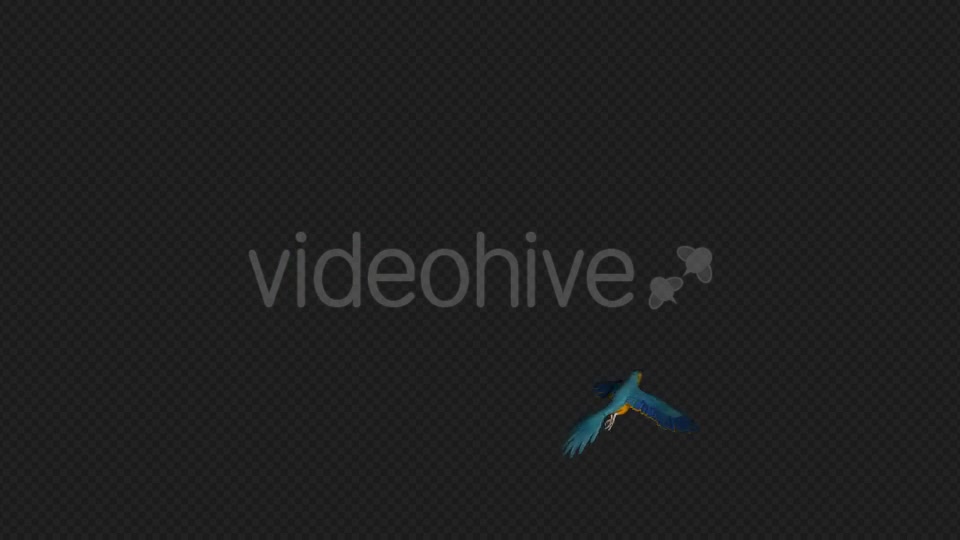 Parrot Fly Walk Pack 4 In 1 Videohive 19912779 Motion Graphics Image 2