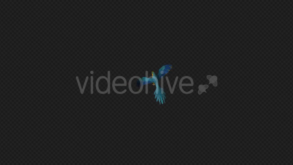 Parrot Fly Walk Pack 4 In 1 Videohive 19912779 Motion Graphics Image 3