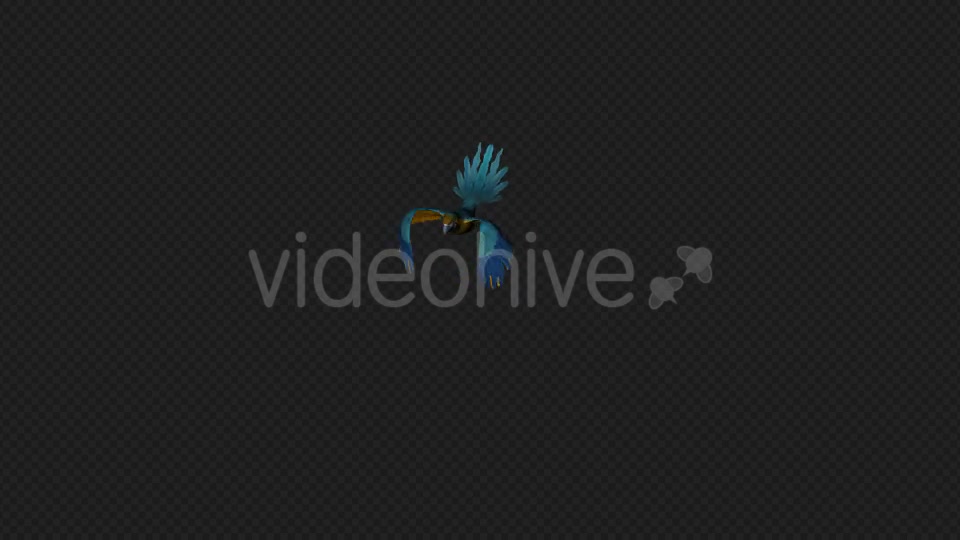 Parrot Fly Walk Pack 4 In 1 Videohive 19912779 Motion Graphics Image 4