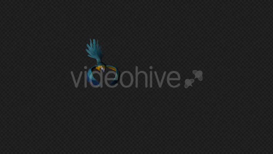 Parrot Fly Walk Pack 4 In 1 Videohive 19912779 Motion Graphics Image 7