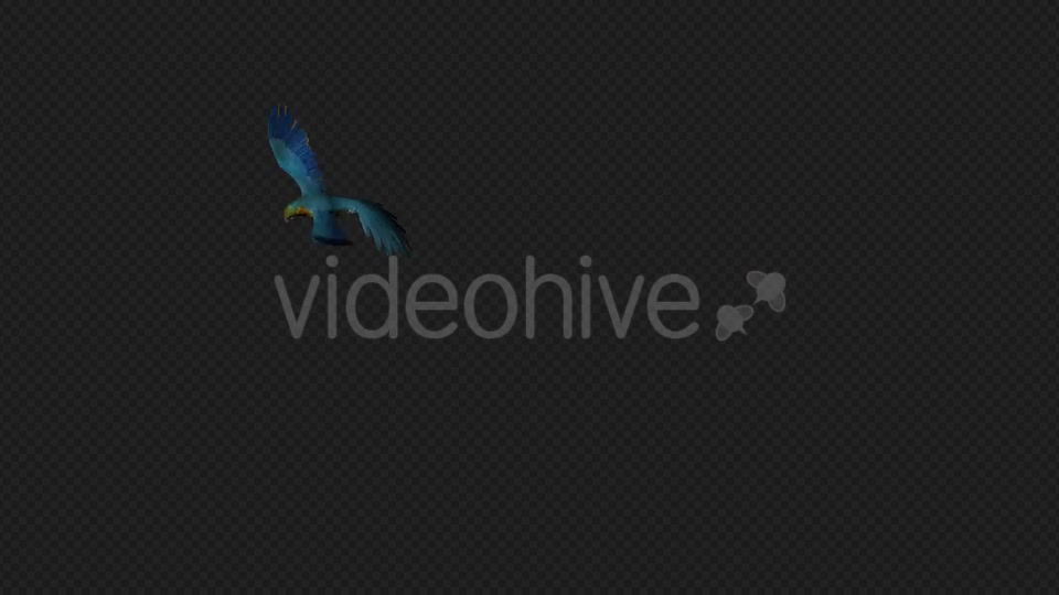 Parrot Fly Walk Pack 4 In 1 Videohive 19912779 Motion Graphics Image 8