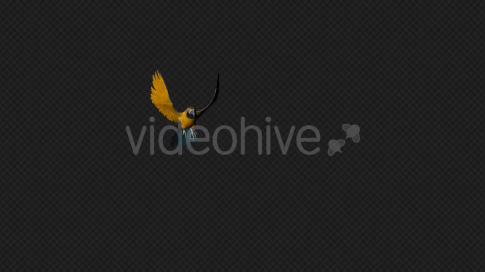 Parrot Fly Walk Pack 4 In 1 Videohive 19912779 Motion Graphics Image 9