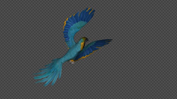 Parrot Fly Walk Pack 4 In 1 - 19912779 Videohive Download