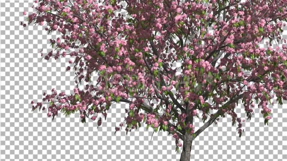 Peach Thin Tree Crown With Pink Flowers Videohive 13563597 Motion Graphics Image 1