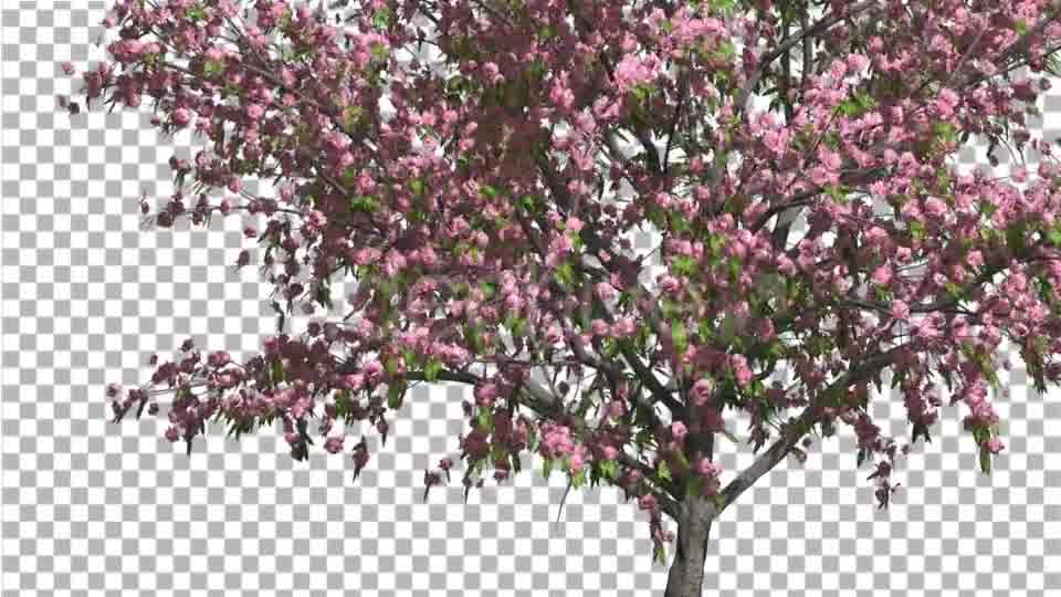 Peach Thin Tree Crown With Pink Flowers Videohive 13563597 Motion Graphics Image 10