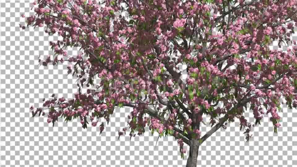 Peach Thin Tree Crown With Pink Flowers Videohive 13563597 Motion Graphics Image 11