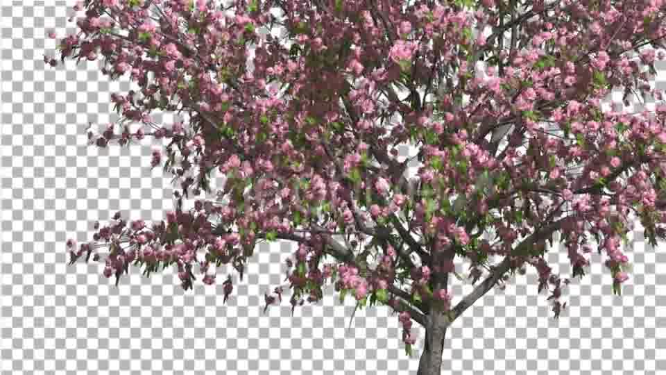 Peach Thin Tree Crown With Pink Flowers Videohive 13563597 Motion Graphics Image 12