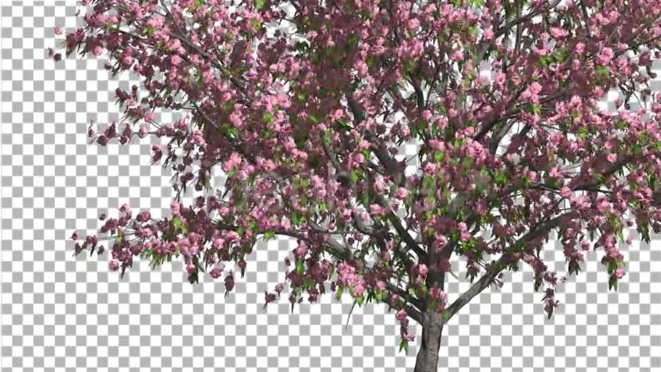 Peach Thin Tree Crown With Pink Flowers Videohive 13563597 Motion Graphics Image 2