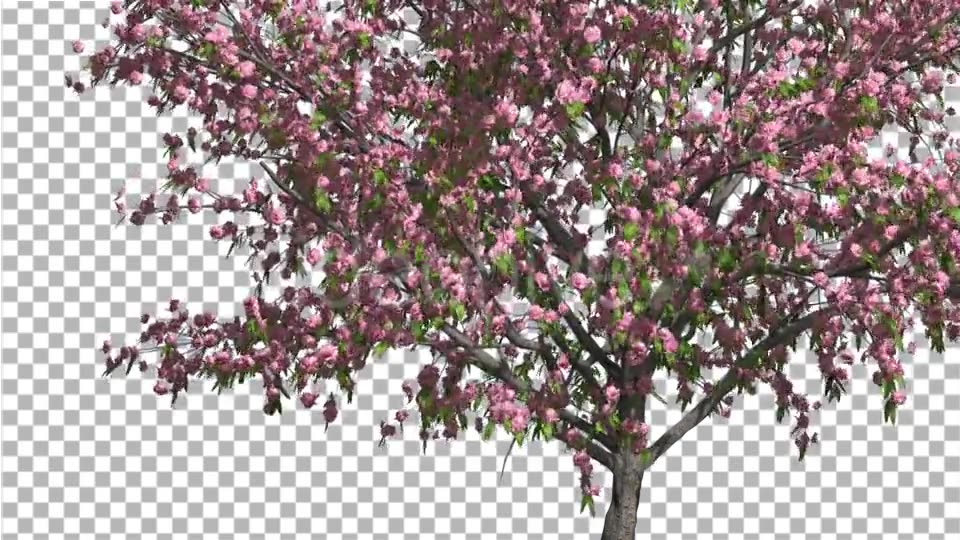 Peach Thin Tree Crown With Pink Flowers Videohive 13563597 Motion Graphics Image 3