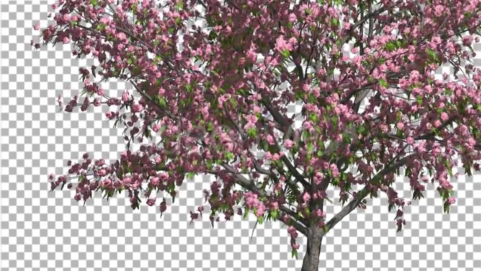 Peach Thin Tree Crown With Pink Flowers Videohive 13563597 Motion Graphics Image 4