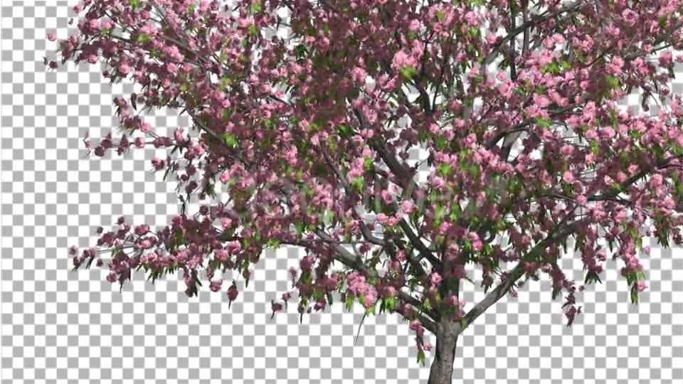 Peach Thin Tree Crown With Pink Flowers Videohive 13563597 Motion Graphics Image 5