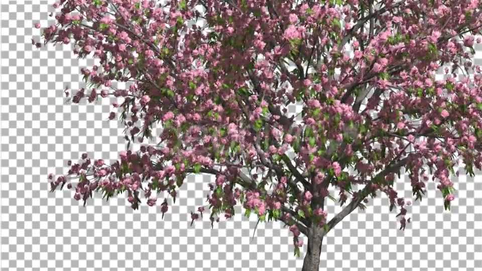 Peach Thin Tree Crown With Pink Flowers Videohive 13563597 Motion Graphics Image 7