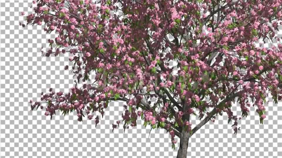 Peach Thin Tree Crown With Pink Flowers Videohive 13563597 Motion Graphics Image 8
