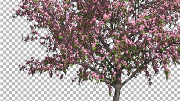 Peach Thin Tree Crown With Pink Flowers - 13563597 Videohive Download
