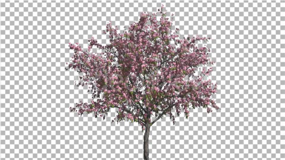 Peach Thintrunk Tree Green Leaves Pink Flowers Videohive 16845564 Motion Graphics Image 1