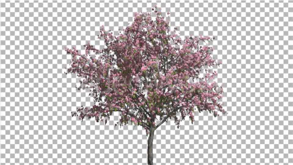 Peach Thintrunk Tree Green Leaves Pink Flowers Videohive 16845564 Motion Graphics Image 10