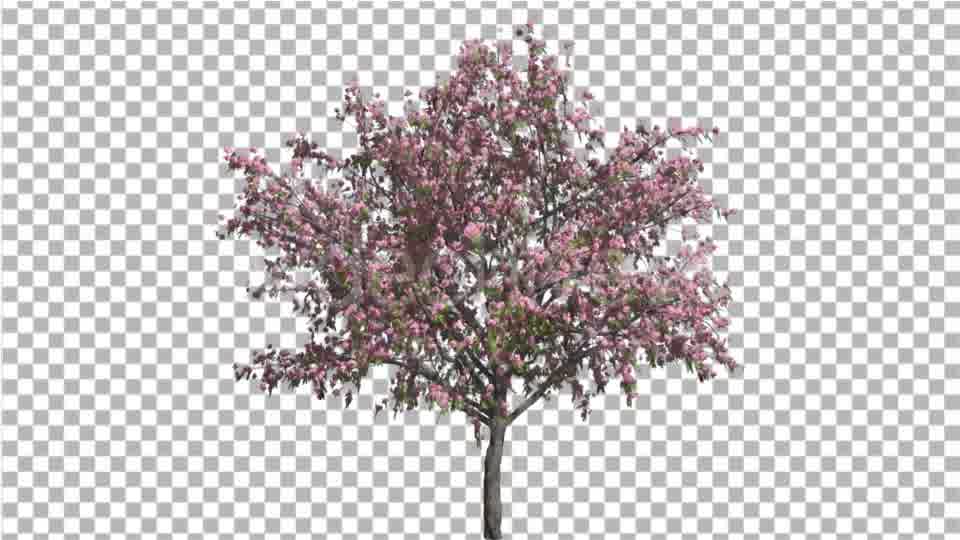 Peach Thintrunk Tree Green Leaves Pink Flowers Videohive 16845564 Motion Graphics Image 11