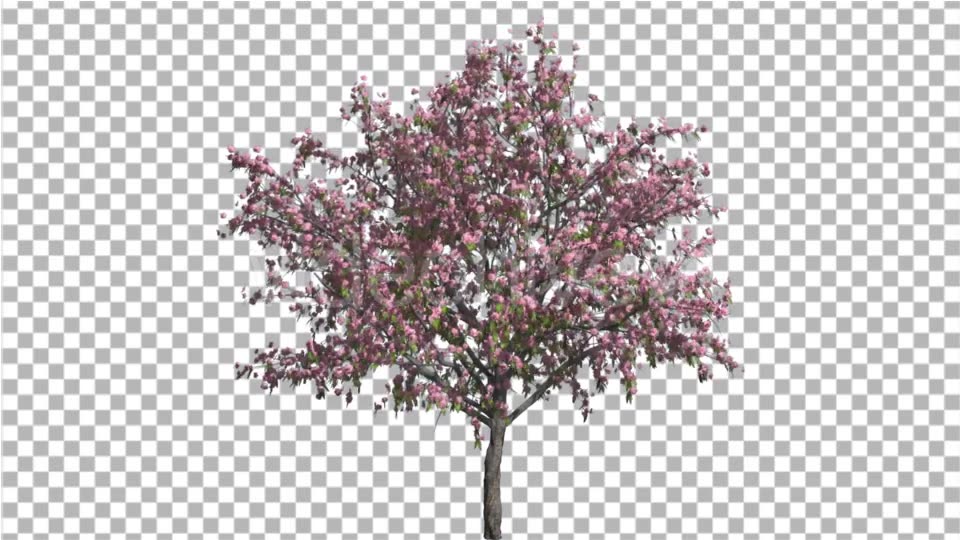 Peach Thintrunk Tree Green Leaves Pink Flowers Videohive 16845564 Motion Graphics Image 3