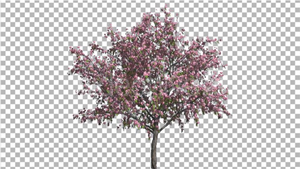 Peach Thintrunk Tree Green Leaves Pink Flowers Videohive 16845564 Motion Graphics Image 4
